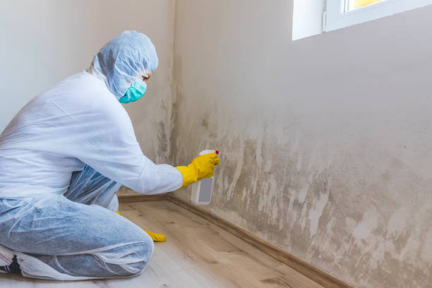 Licensed Mold Testing service in Kent City, MI - WQB Mold Removal